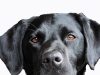 Strange deaths in igangan…as mysterious dog bites traced to money rituals.