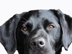 Strange deaths in igangan…as mysterious dog bites traced to money rituals.