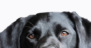 Strange deaths in igangan…as mysterious dog bites traced to money rituals.