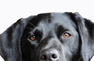Strange deaths in igangan…as mysterious dog bites traced to money rituals.