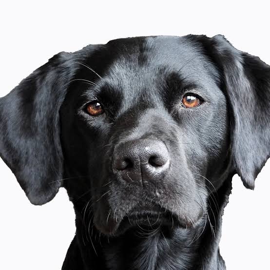 Strange deaths in igangan…as mysterious dog bites traced to money rituals.